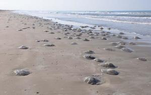  Mersin'de ölü denizanası endişesi