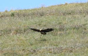  Çorum'da görüntülendi!
