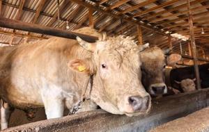 1,1 tonluk kurbanlık 'Paşa', otomobil fiyatına satışa çıkarıldı