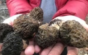 Bin 800 rakımlı dağlardan toplanıp kilosu bin 500 liradan satılıyor