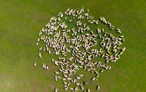 Genç besicilere büyük destek! 100 küçükbaş hayvan temin edilecek