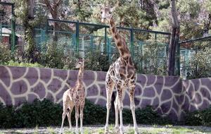  Adı anketle seçilecek