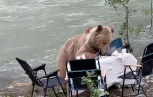 Piknik masasına davetsiz misafir: Bozayı ile kahvaltı keyfi...