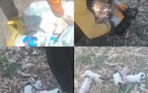 Temizlik görevlileri fark etti! Poşete koyup çöpe atmışlar