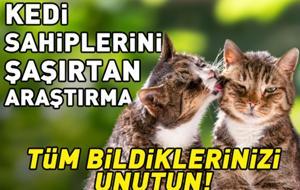 Sadece Sevgiden Sanılıyordu! Kedilerin Birbirini Yalamasının Nedeni Belli Oldu