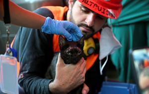 Felaketin üzerinden 25 gün geçti: Venezuela'da enkazın altında kalan kedi kurtarıldı