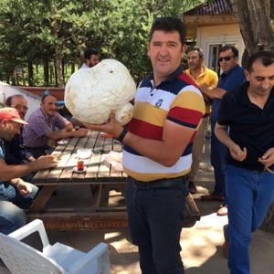 Bayburtta dev mantar şaşırttı