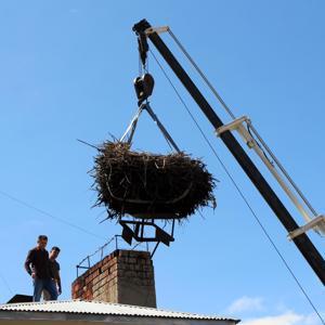 Leylek yuvası yeni yerine taşındı