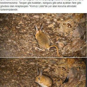 Gümüşhane’de Arap tavşanı görüntülendi