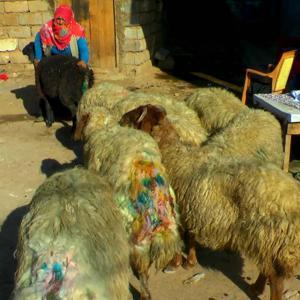 Sokak köpekleri sürüye saldırdı: 30 koyun telef oldu