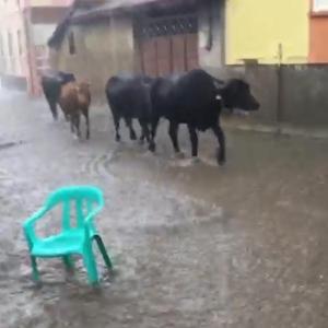 Tavşanlıda sağanak