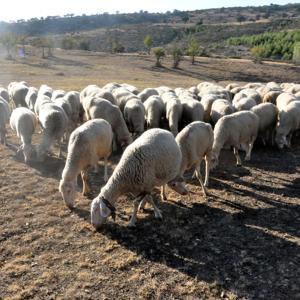 Küçükbaş hayvancılıkla ithal et sorunundan kurtuluruz