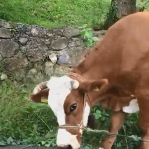 Otlamaya giden büyükbaş hayvanlara ipli işkenceye tepki