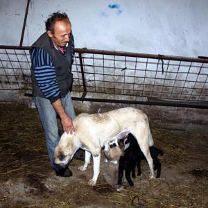 Kangal köpeği Kezban, kuzulara da annelik yapıyor