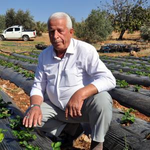 Reyhanlıda çilek üretiyor