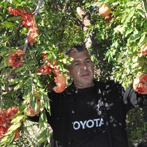 Bitliste nar dalında çatladı, hasat yapılamadı
