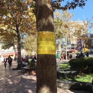 Ağaçta esrarengiz yazı
