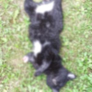 Orduda yavru kedi ayakları kesilmiş halde ölü bulundu