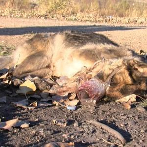 Sokak köpeği, işkenceyle öldürülmüş halde bulundu