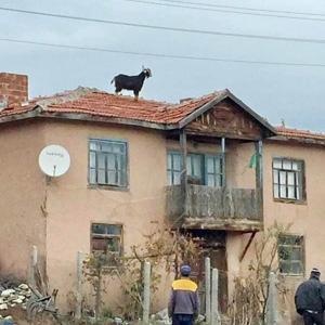 Çatıda mahsur kalan inatçı keçi kurtarıldı