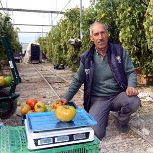 Bombus arısıyla ürettiği domateslerin her biri 1 kilo