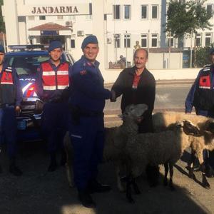 Küçükbaş hayvan hırsızları yakalandı