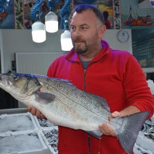 Sinop’ta ağlara 8 kiloluk levrek takıldı