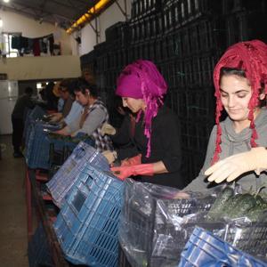 Dikenli salatalıktaki fiyat düşüşü beklentiyi karşılamıyor