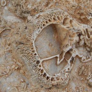 Doğa yürüyüşünde, 98 milyon yıllık deniz canlısı fosil yatağı buldu