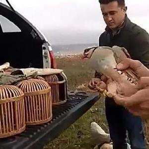 Kaçak avlanan 7 kınalı keklik doğaya bırakıldı