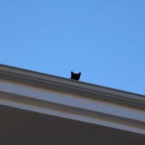 Çatıda mahsur kalan kedi itfaiyeyi harekete geçirdi