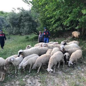 Ağıldan 32 koyun çalan şüpheli yakalandı