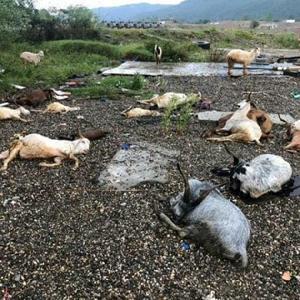 Kastamonuda yıldırım isabet eden koyun ve keçiler öldü