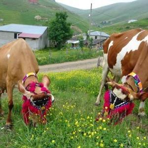 Karadenizde yayla göçü geleneği yaşatılıyor