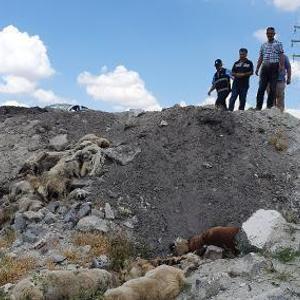 Konyada, arazide bulunan 15 köpek ölüsüyle ilgili suç duyurusu