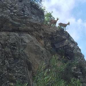 Şelale yolu ve kayalıklarda yaban keçleri görüntülendi