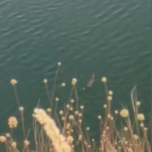 Baraj gölünde su samuru görüntülendi