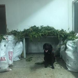Narkotik köpeği Puslu tepki verdi, uyuşturucu bulundu