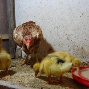 Tavuk, ördek yavrularına annelik yapıyor