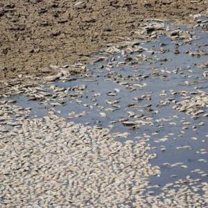 Suların çekildiği Cihanbeyli Göletinde balık ölümleri