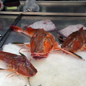 5 kiloluk kırlangıç balığı, 500 TLye satılıyor