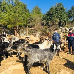 Kayıp keçiler 5 kilometre uzakta bulundu