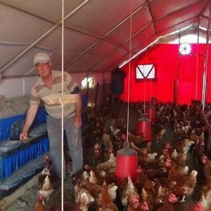 Emekliliğinde boş oturmaktan sıkılınca tavuk çiftliği kurdu