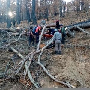 Kestiği ağacın altında mahsur kaldı orman işçisi yaralandı