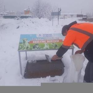 Akşehirde belediyeden sokak hayvanlarına yem ve mama desteği