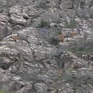 Tomara Şelalesinde yaban keçisi sürüsü kamerada