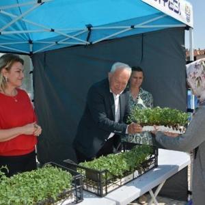 Lapseki Belediyesi vatandaşlara domates fidesi dağıttı