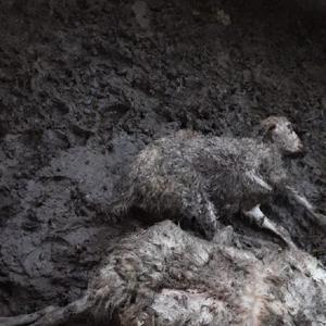 Amasya’da 35 hayvan, kurtların saldırısında öldü