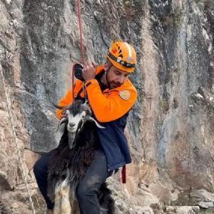 1 hafta kayalıklarda mahsur kalan keçiyi AFAD kurtardı