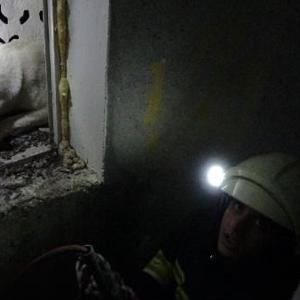 Minarede mahsur kalan köpeği itfaiyeciler kurtardı